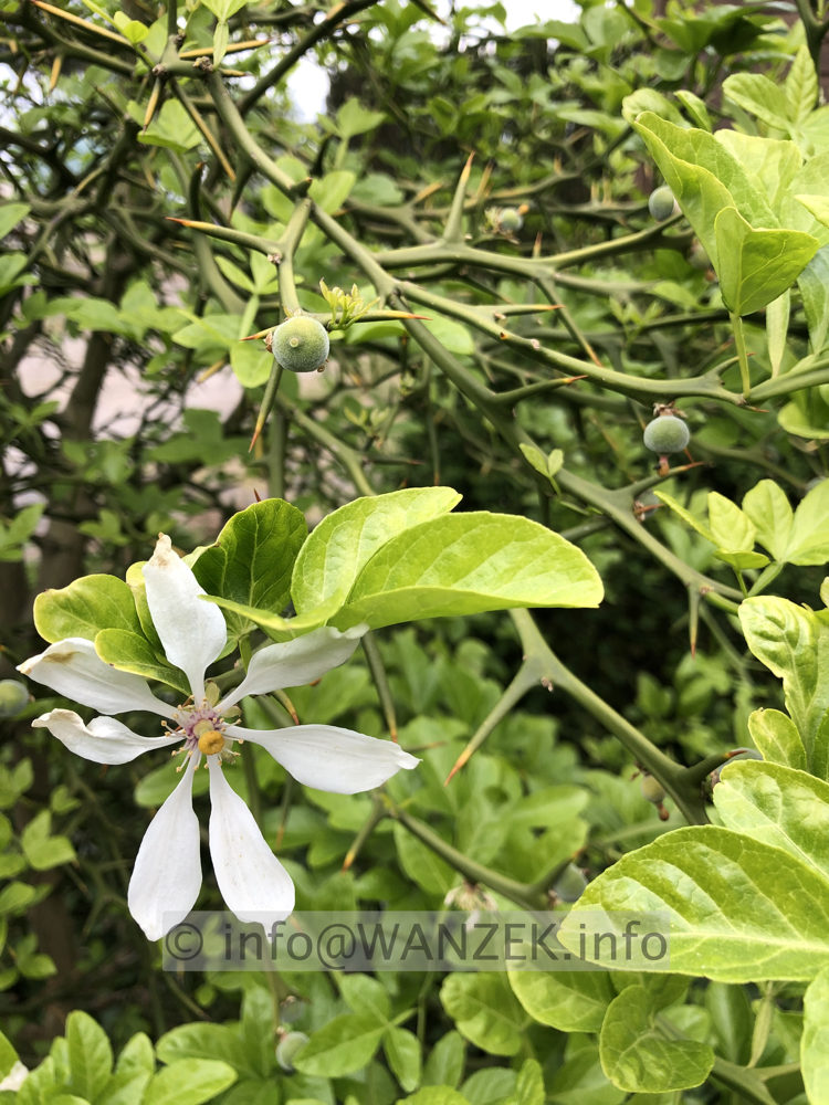 Poncirus trifoliata - (Pomeranze) junge Frucht + Bluete.JPG